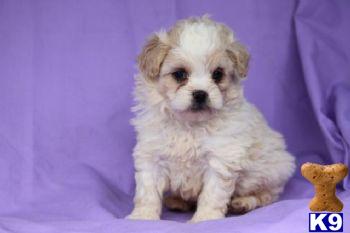 Gordy - Peekapoo Male